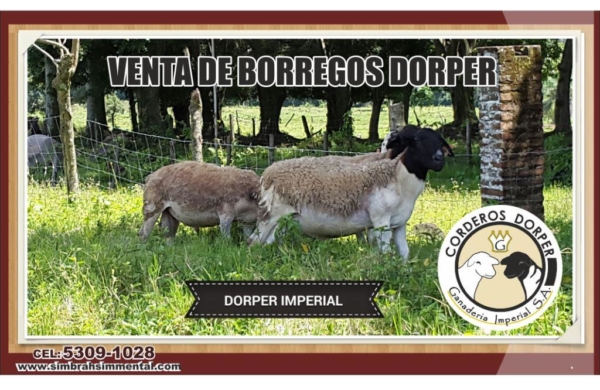 Borregos Dorper