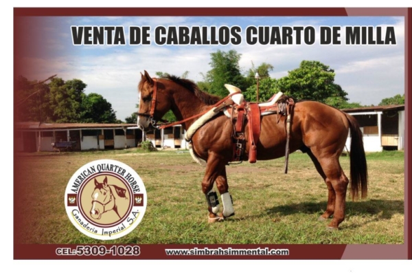 Caballos Cuarto de Milla