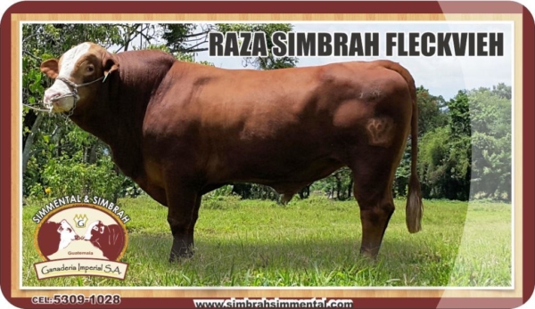 Simbrah Fleckvieh