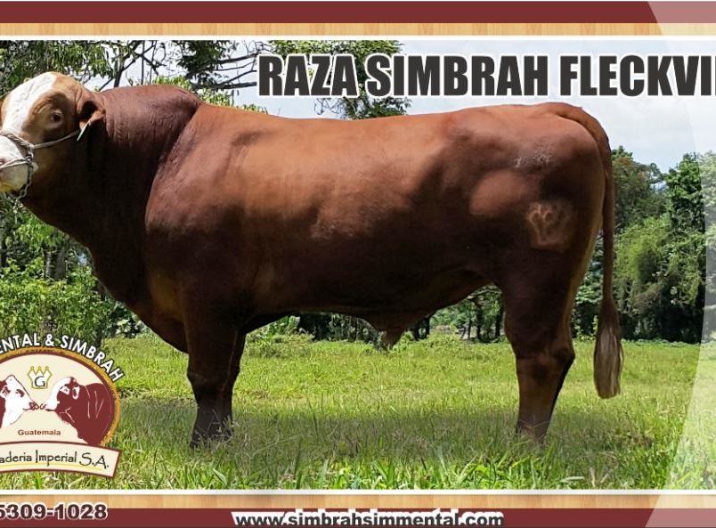 Nuestra Raza Simbrah Asosimmental Simbrah Colombia 