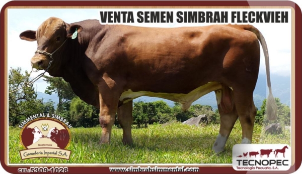 Semen Simbrah