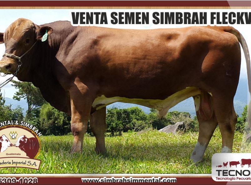 Semen Simbrah