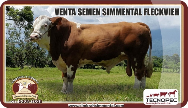 Semen Simmental