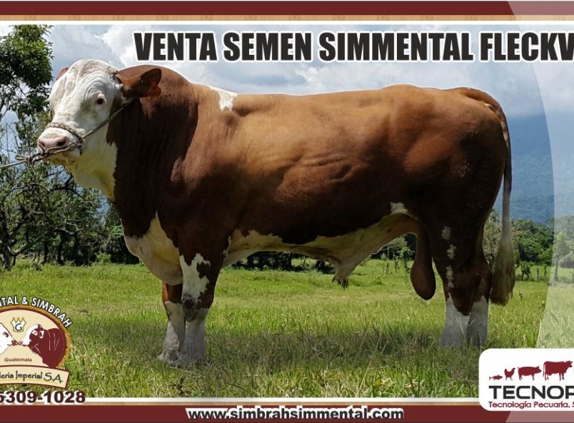 Semen Simmental