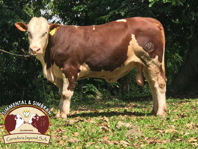 Vaca Púrpura  Precio Guatemala - Kemik Guatemala - Compra en